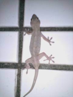 maidokyumento